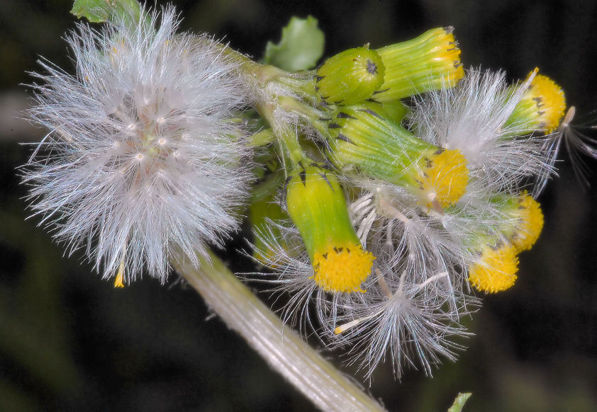 Insetti e fiori